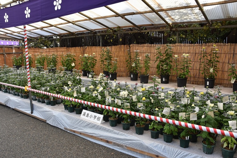 子どもたちの菊