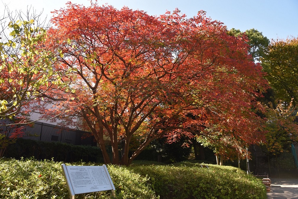 礫川公園『小さい秋』のハゼノキ1