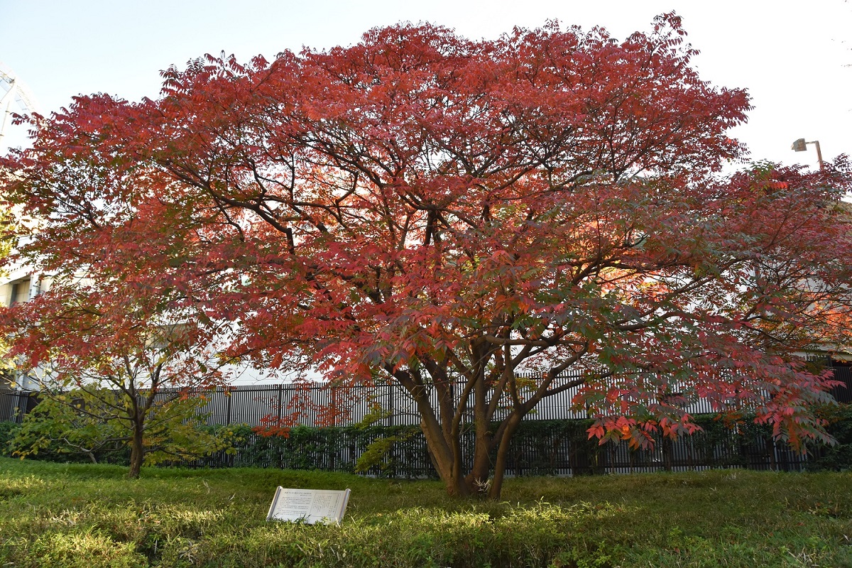 礫川公園『小さい秋』のハゼノキ2