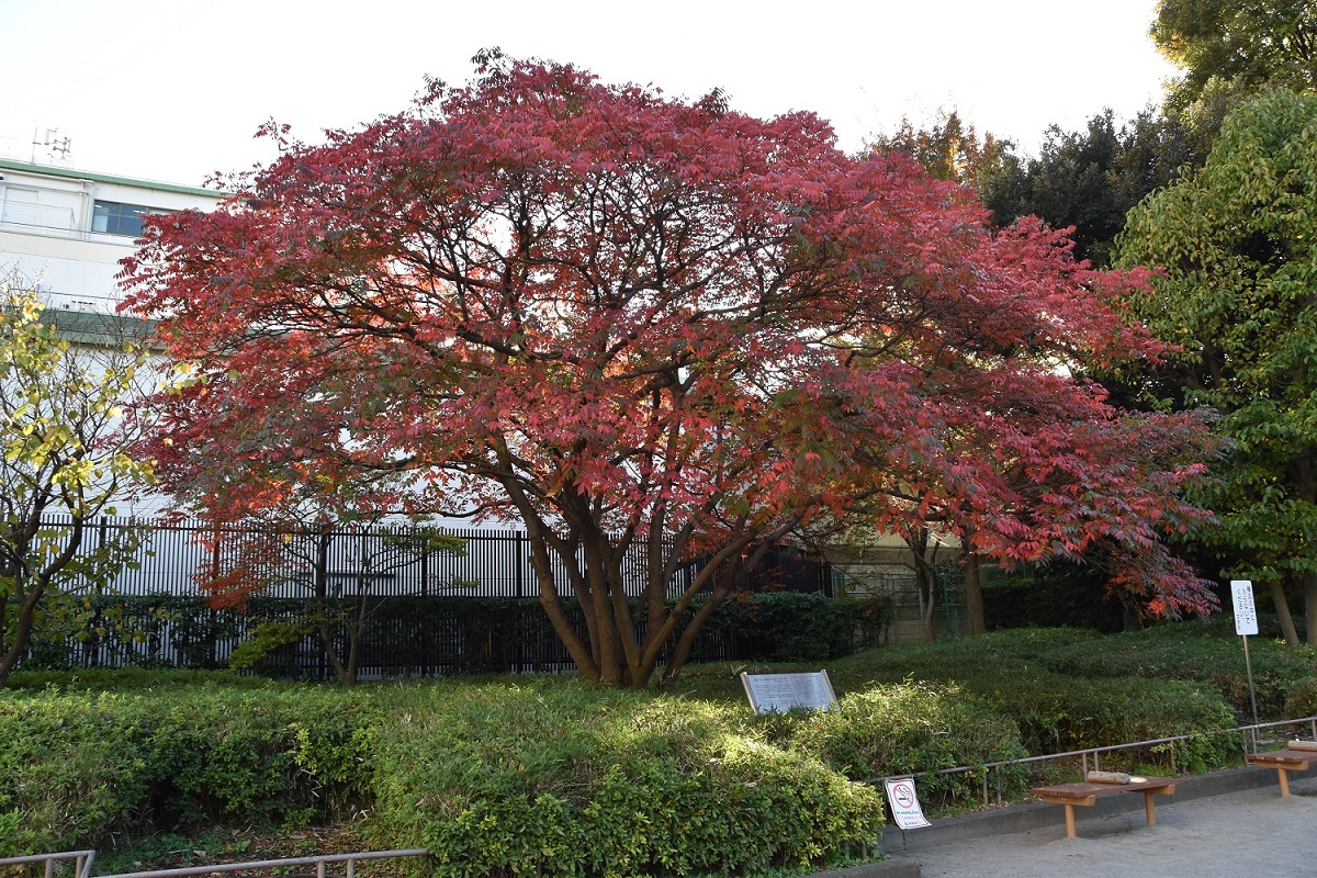 礫川公園『小さい秋』のハゼノキ3