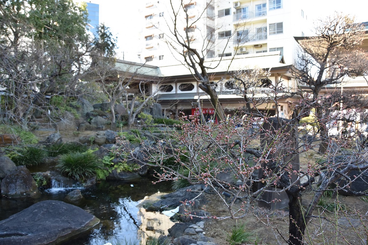 文京梅まつり会場の様子9