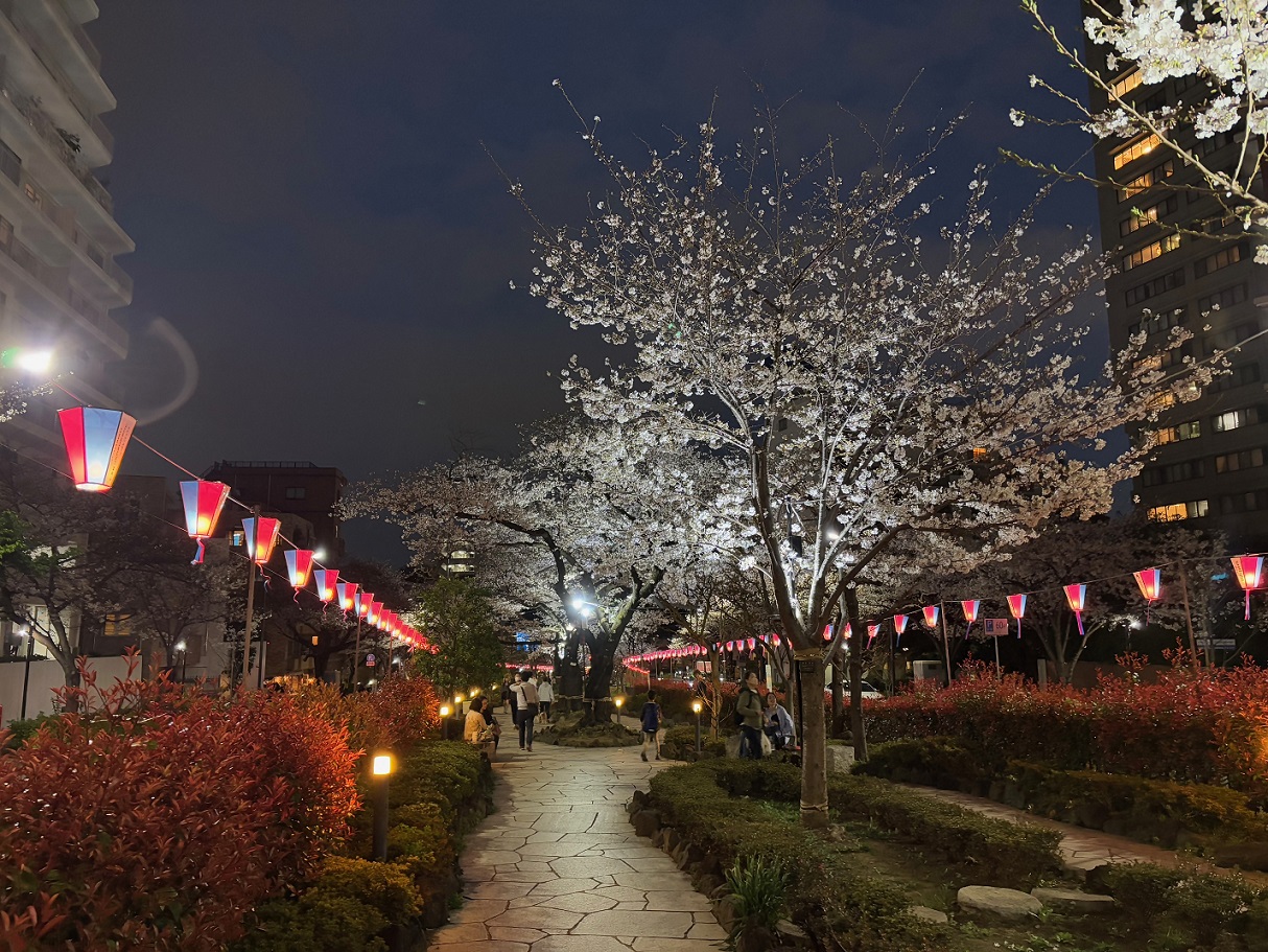 文京さくらまつりライトアップ4