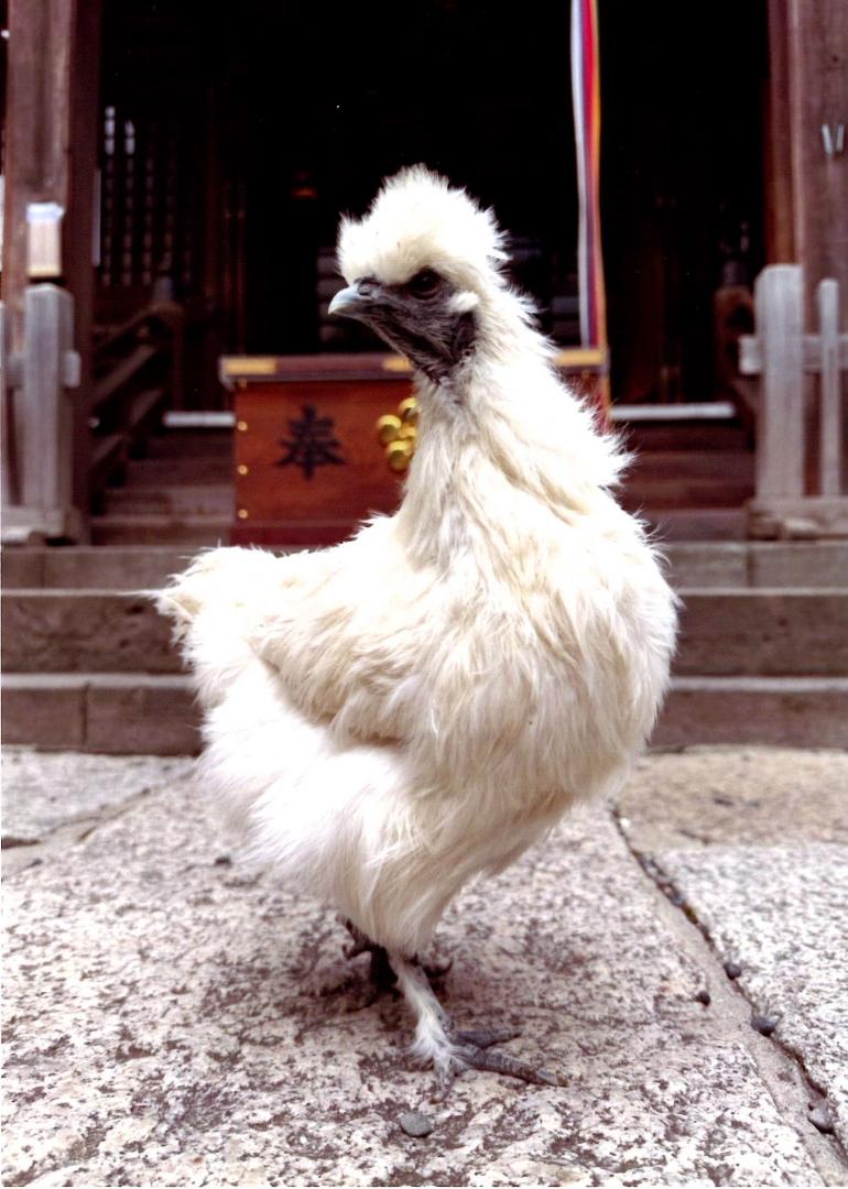 くらら