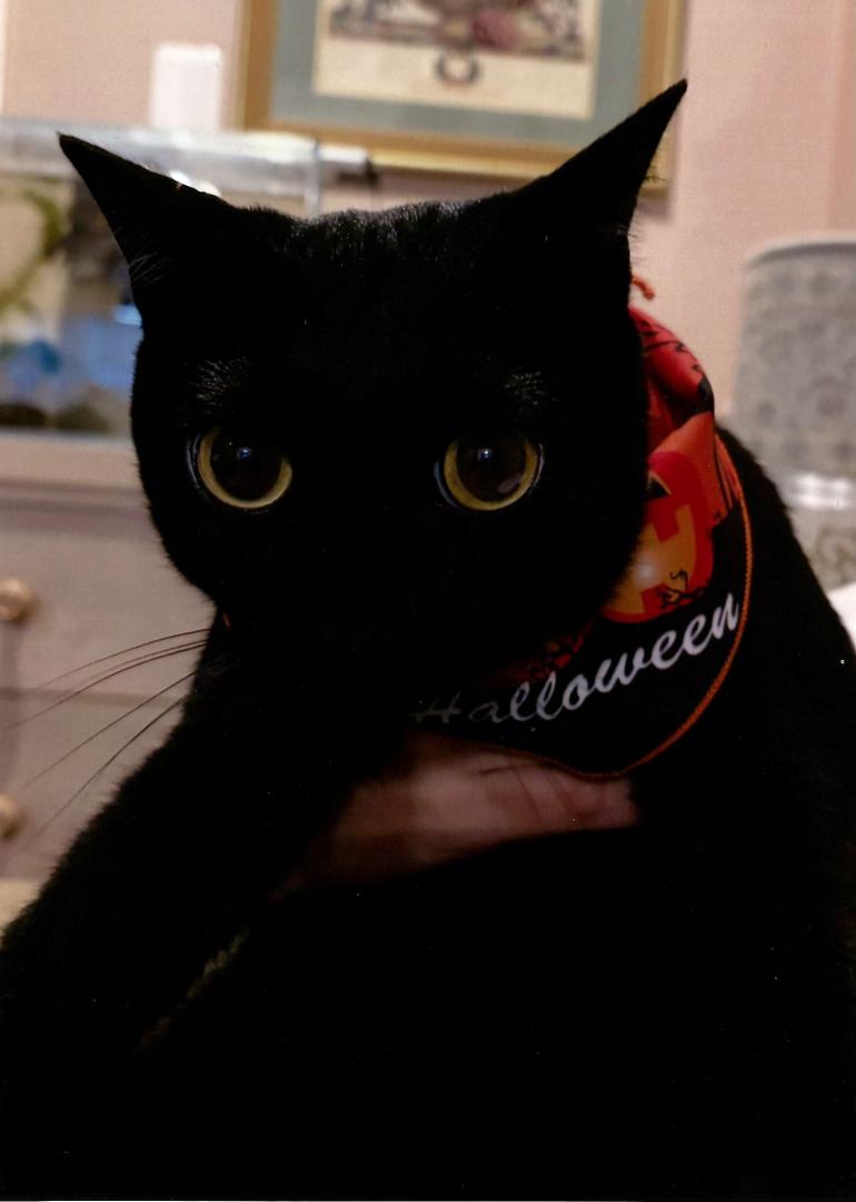 ジョー