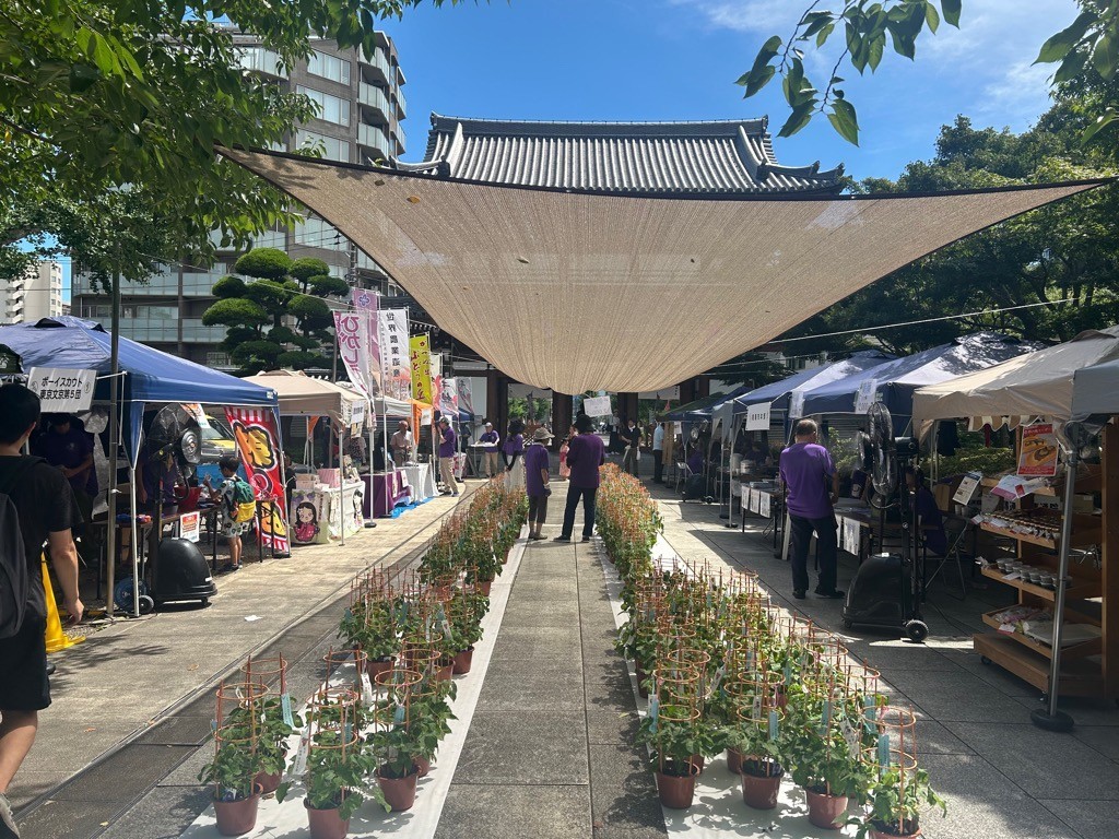 朝顔