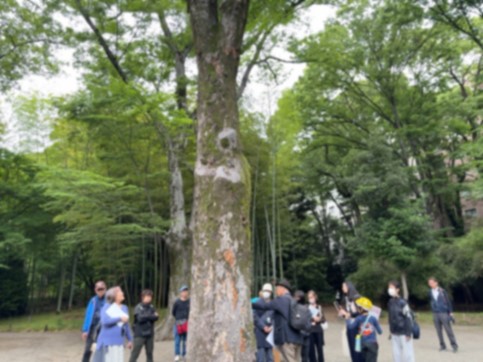 自然散策会9