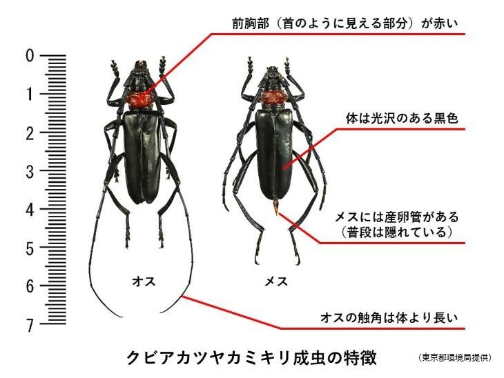 クビアカツヤカミキリ特徴