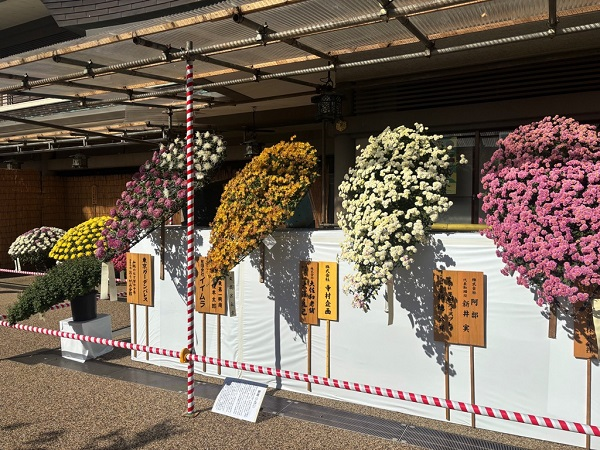 菊の写真