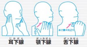 だ液腺の説明図