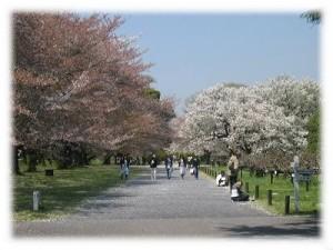 小石川植物園の桜