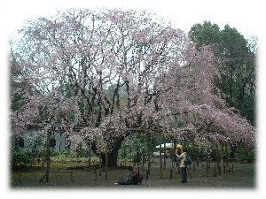 六義園のシダレザクラの写真