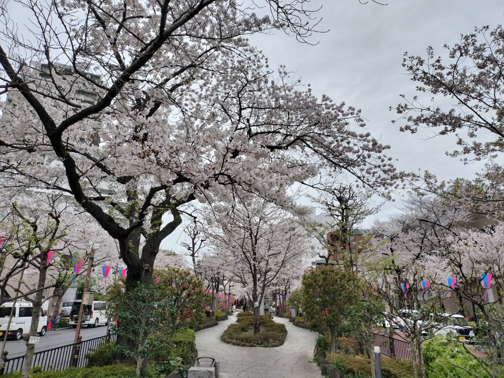 播磨坂の桜（4月5日）