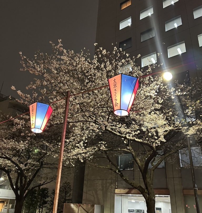 播磨坂の桜（4月5日夜）