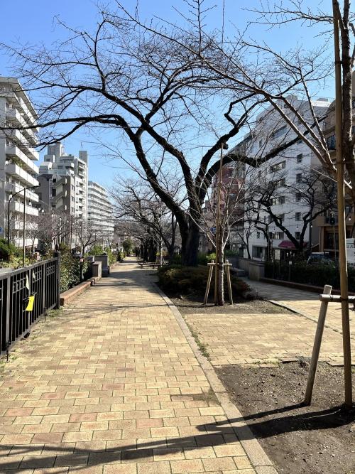 播磨坂の桜（3月15日）