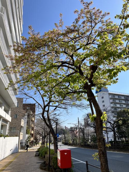 播磨坂の河津桜（3月15日）