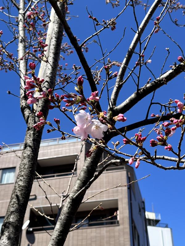 播磨坂の桜（3月22日）