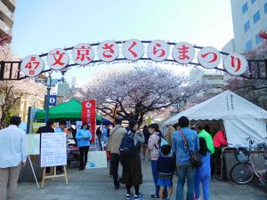 文京さくらまつり（過去の様子）1