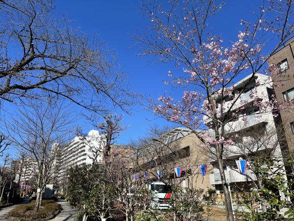 播磨坂の桜（3月27日）_1