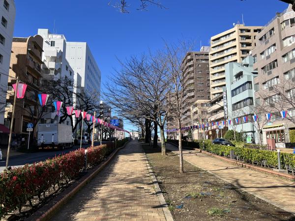 播磨坂の桜（3月27日）_2