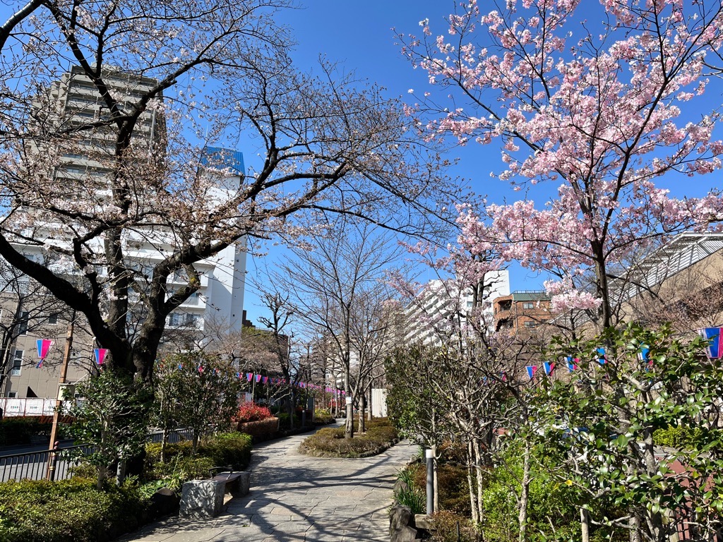 播磨坂の桜（3月31日）