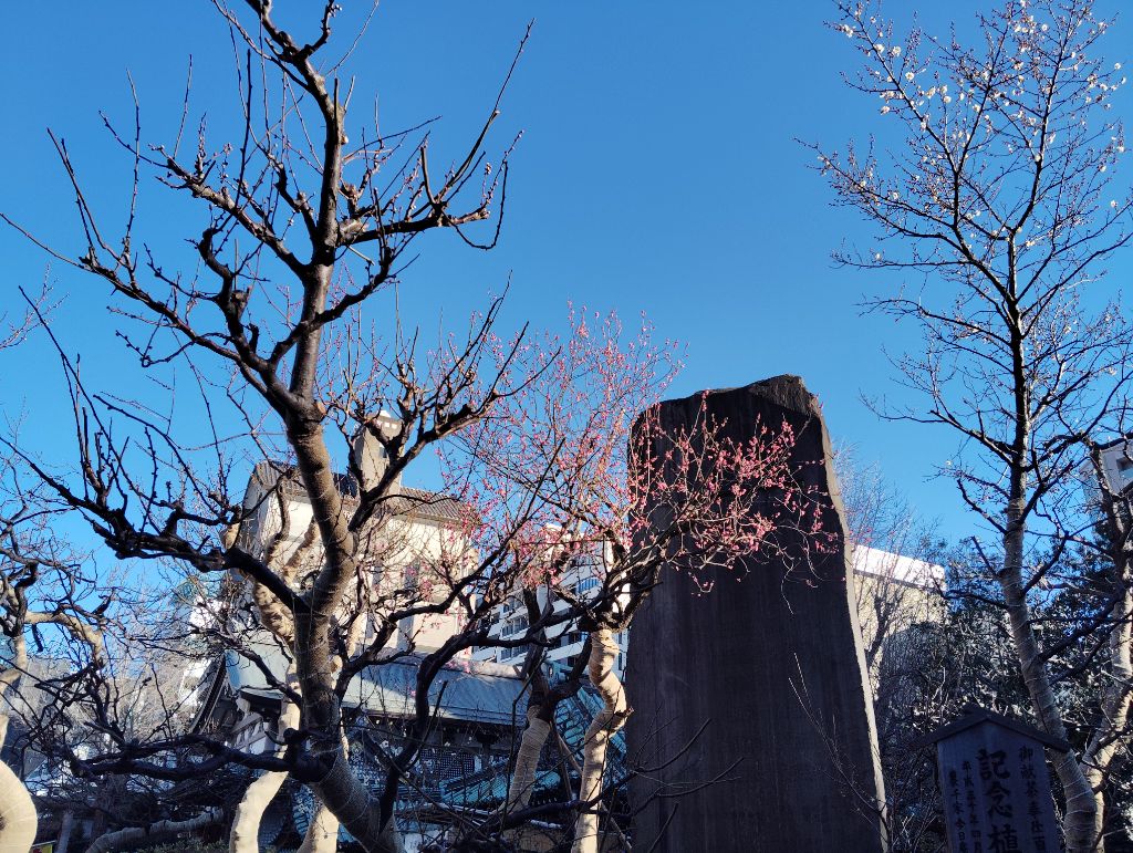 令和6年度梅まつり写真1