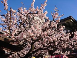 令和6年2月26日（月曜日）梅1