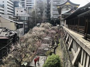 令和5年3月6日（月曜日）梅1