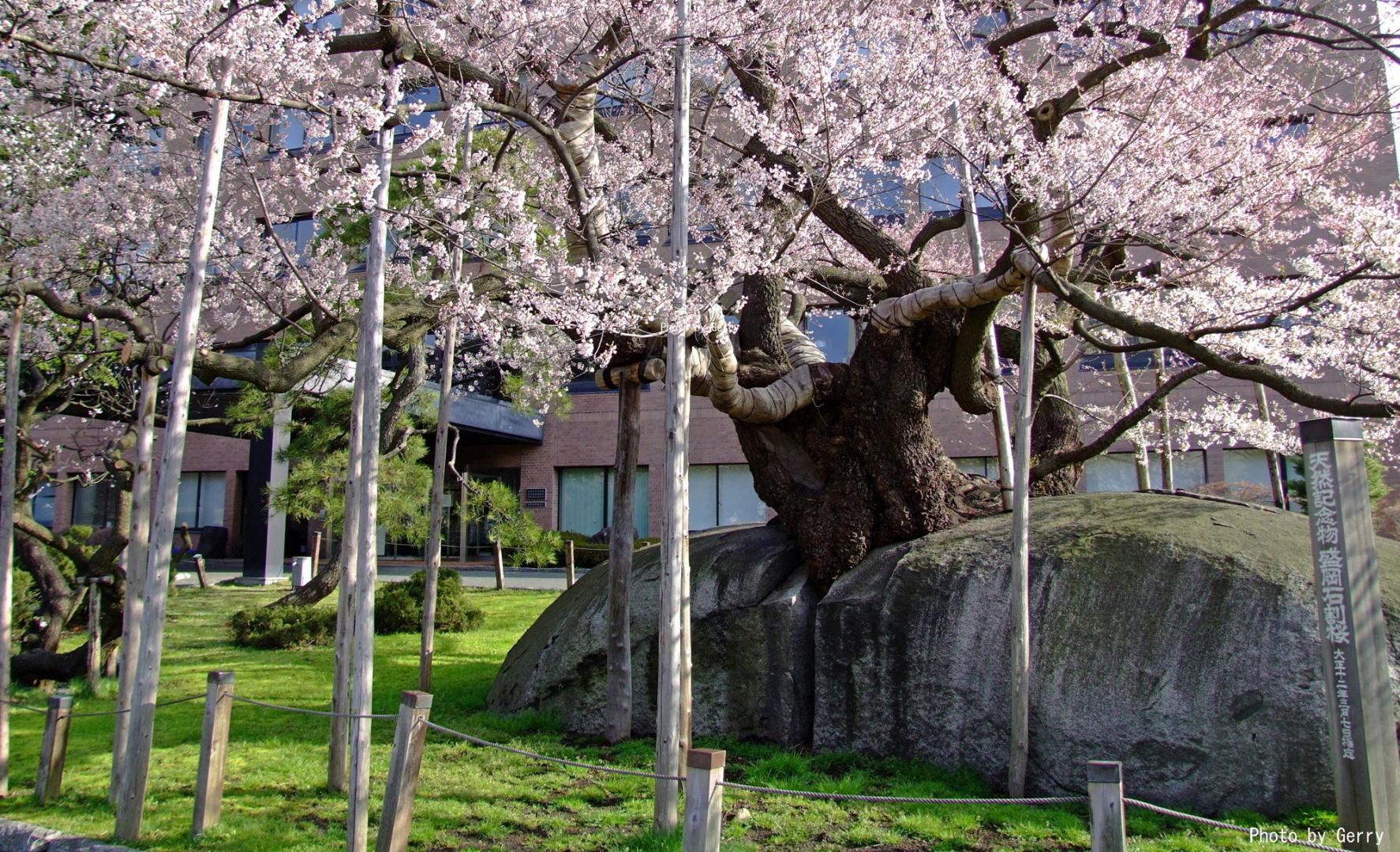 石割桜