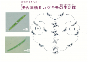 ミカヅキモの雌雄と増え方