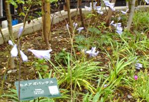 ヒメアガパンサスの紫の花が咲いています