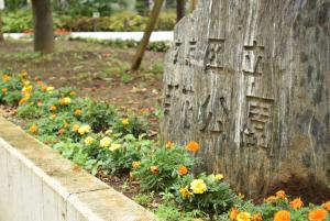 黄色の花が咲いています