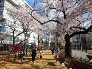 桜の下で元気に遊ぶ子供たち