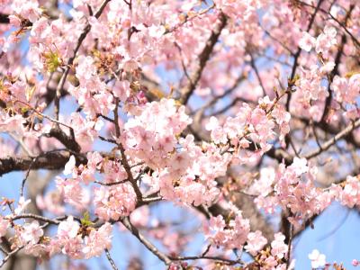 河津桜の写真2