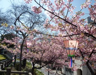 河津桜の写真1