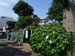 白山神社の綺麗なアジサイ