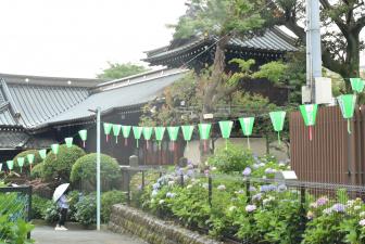 白山神社の綺麗なアジサイ