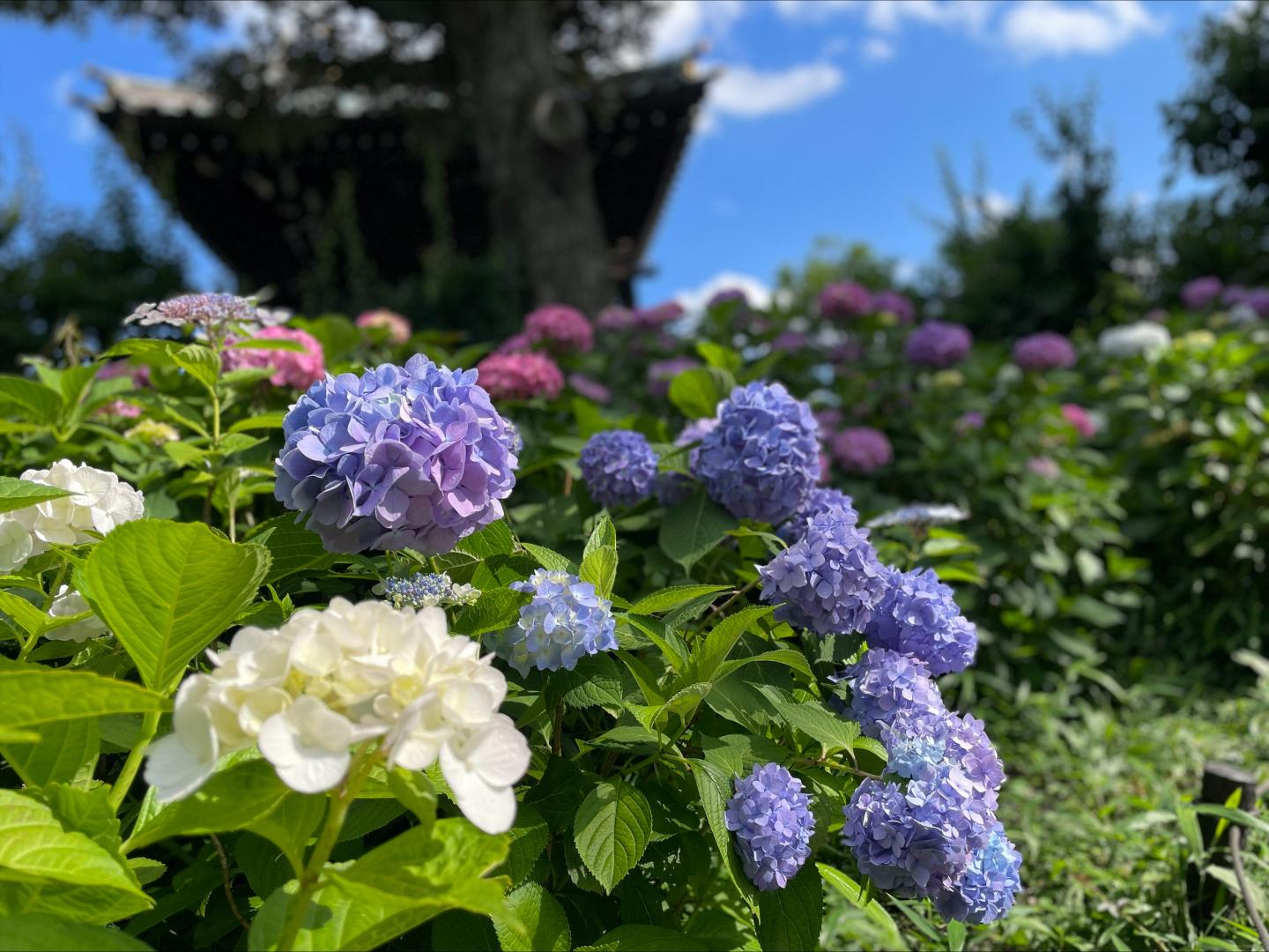 白山公園のアジサイの花2