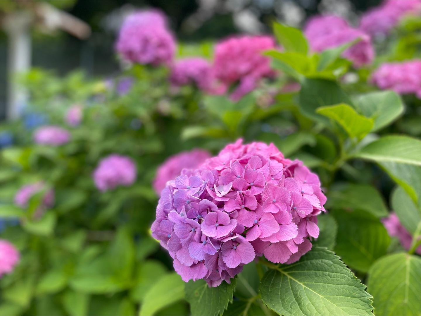 白山公園のアジサイの花