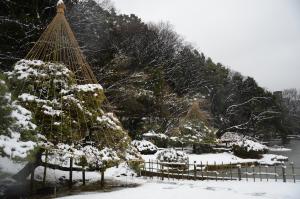 肥後細川庭園雪吊り