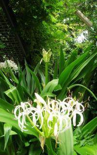 ハマユウの花の写真