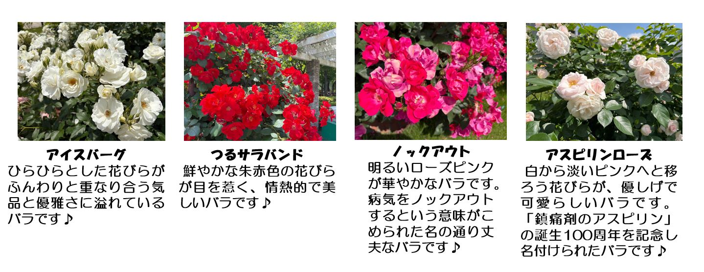 春バラ写真
