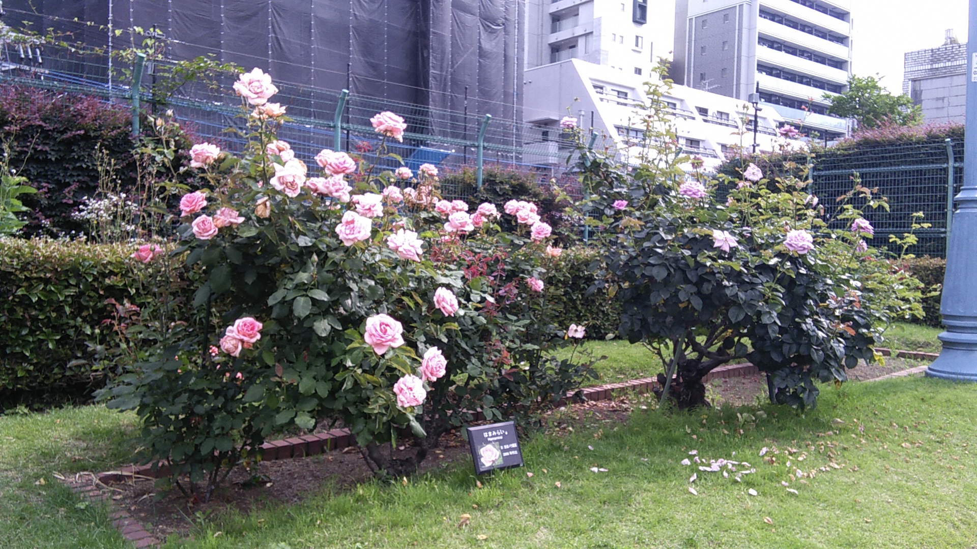 開花中のバラ　はまみらい