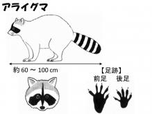 アライグマの大きさ等