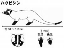 ハクビシンの大きさ等