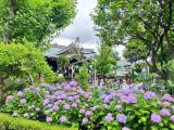 あじさいと白山神社