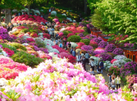 根津神社のつつじ