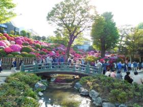 根津公園の橋