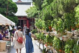 朝顔・ほおずき市の様子