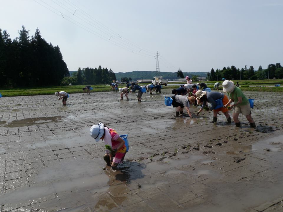 田植え体験の様子