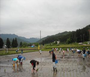 田植え